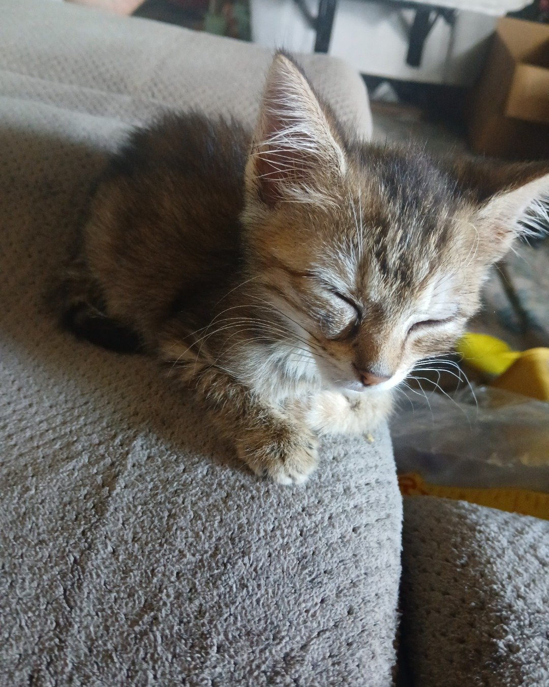 willow the tabby. Cat, Kitten, Couch, Furniture, Abyssinian