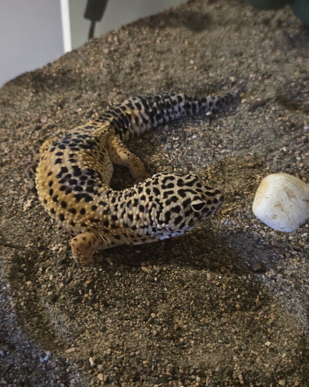 🦎Ashley🦎 the leopard gecko. Gecko, Lizard, Reptile, Soil, Panther