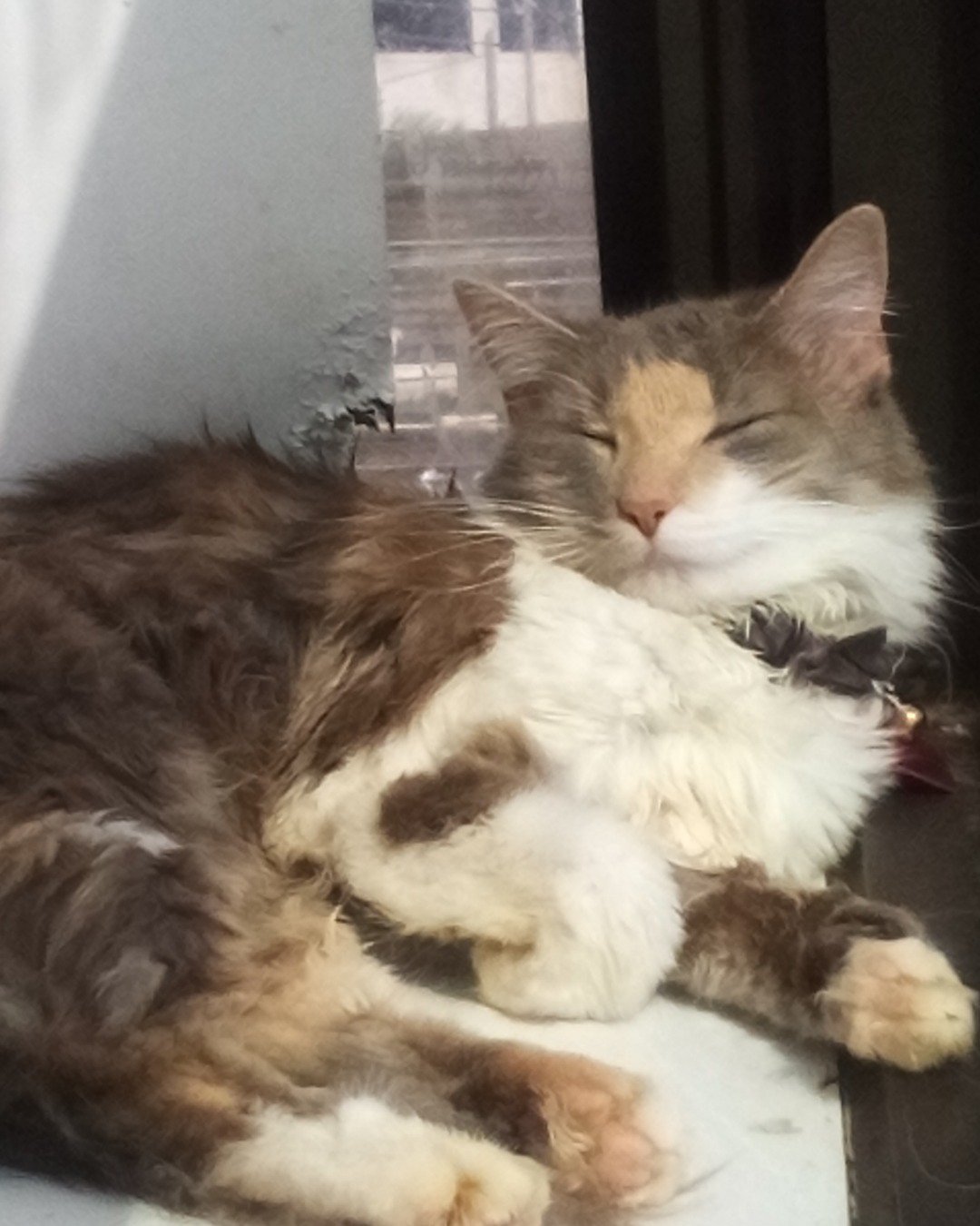 Ali the Maine coon tabby cat mix. Person, Sleeping, Cat, Kitten, Manx