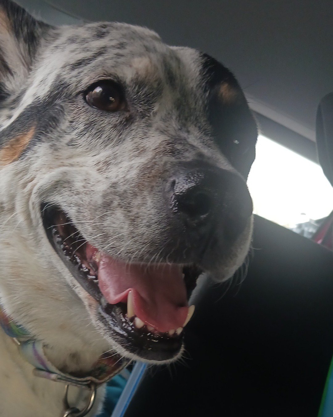 river the blue heeler. Dog, Hound, Body Part, Mouth, Person