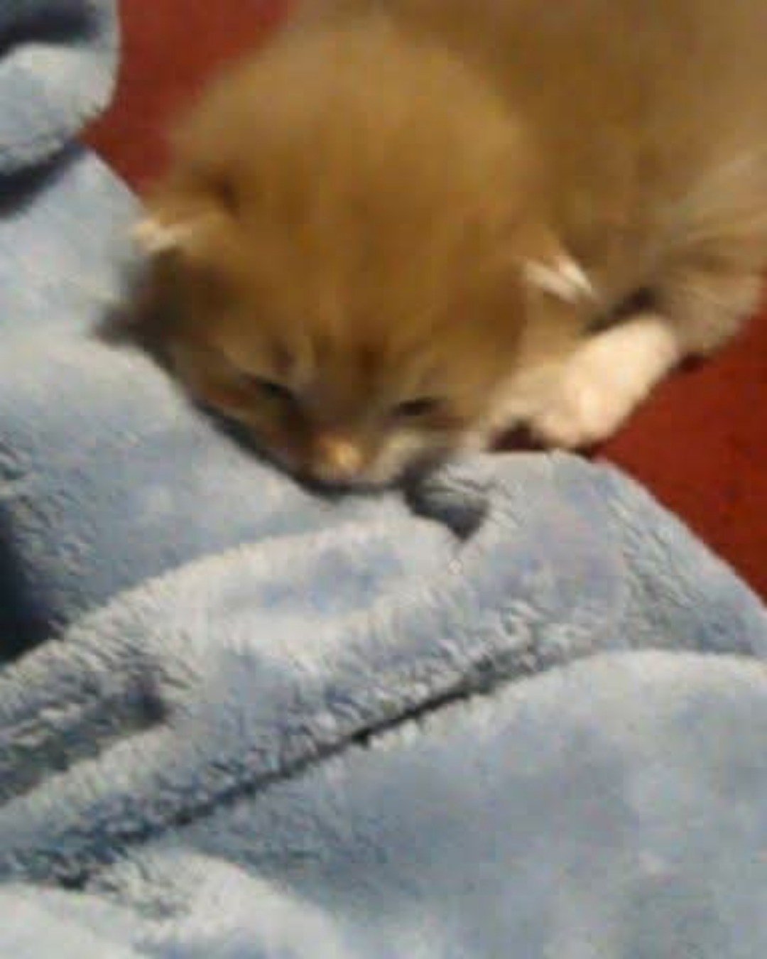 Lucky. Cat, Kitten, Blanket