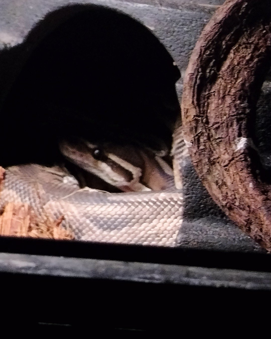 Lela the ball python. Reptile, Rock Python, Snake, Adult, Female, Person