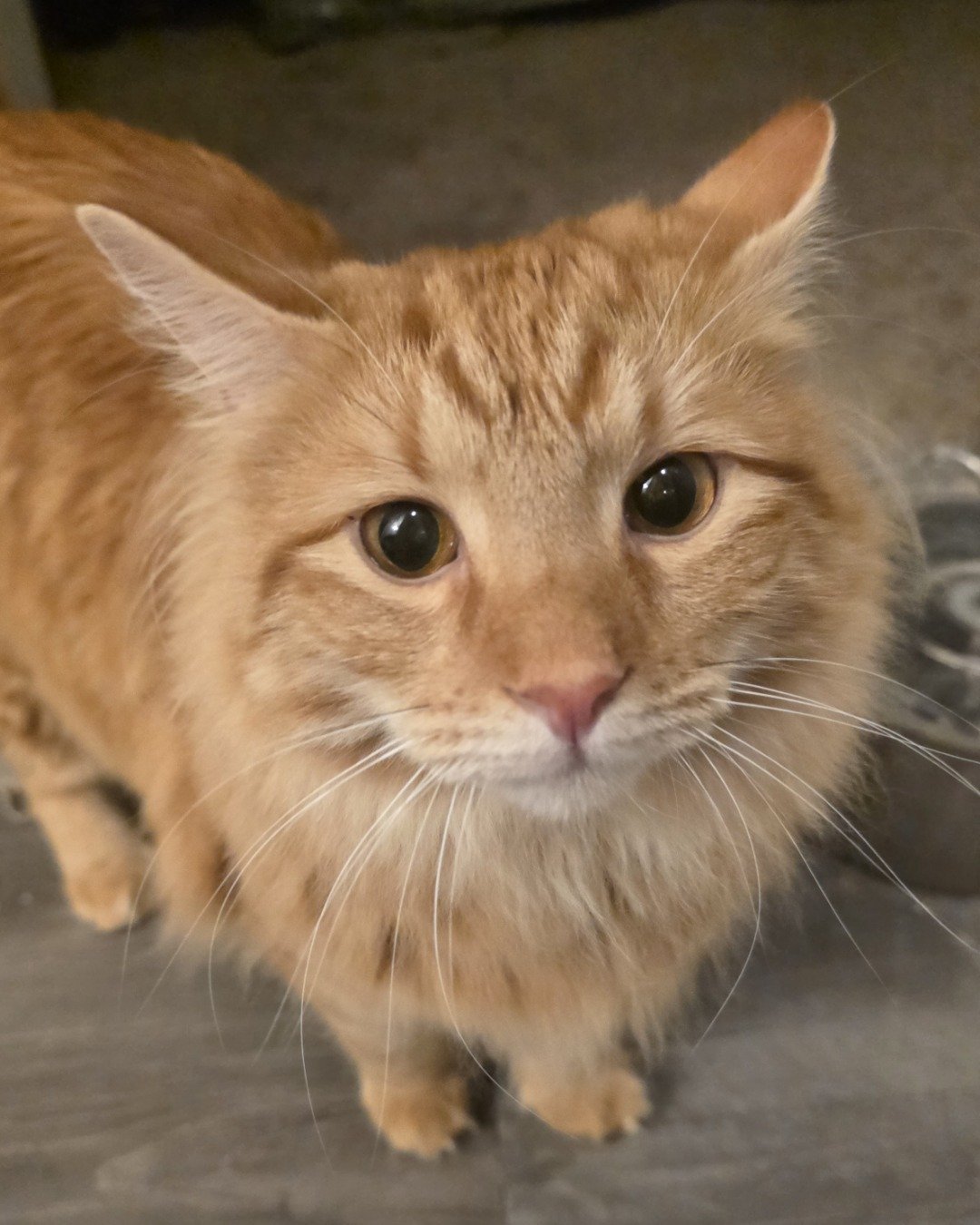 Jean-Luc the Orange Domestic Longhair. Cat, Manx, Abyssinian