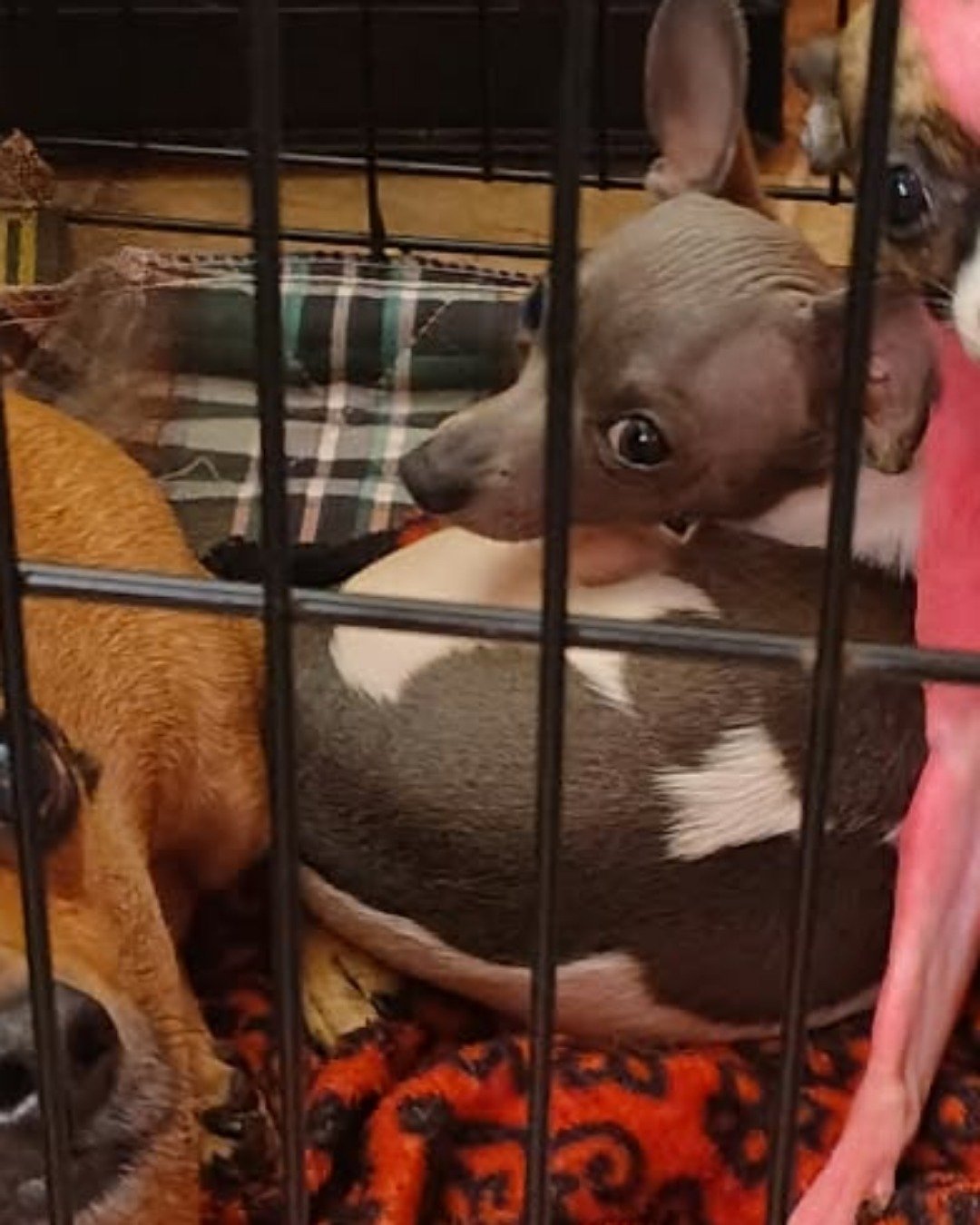 Charlie the chiweenie puppy. Chihuahua, Dog, Pig