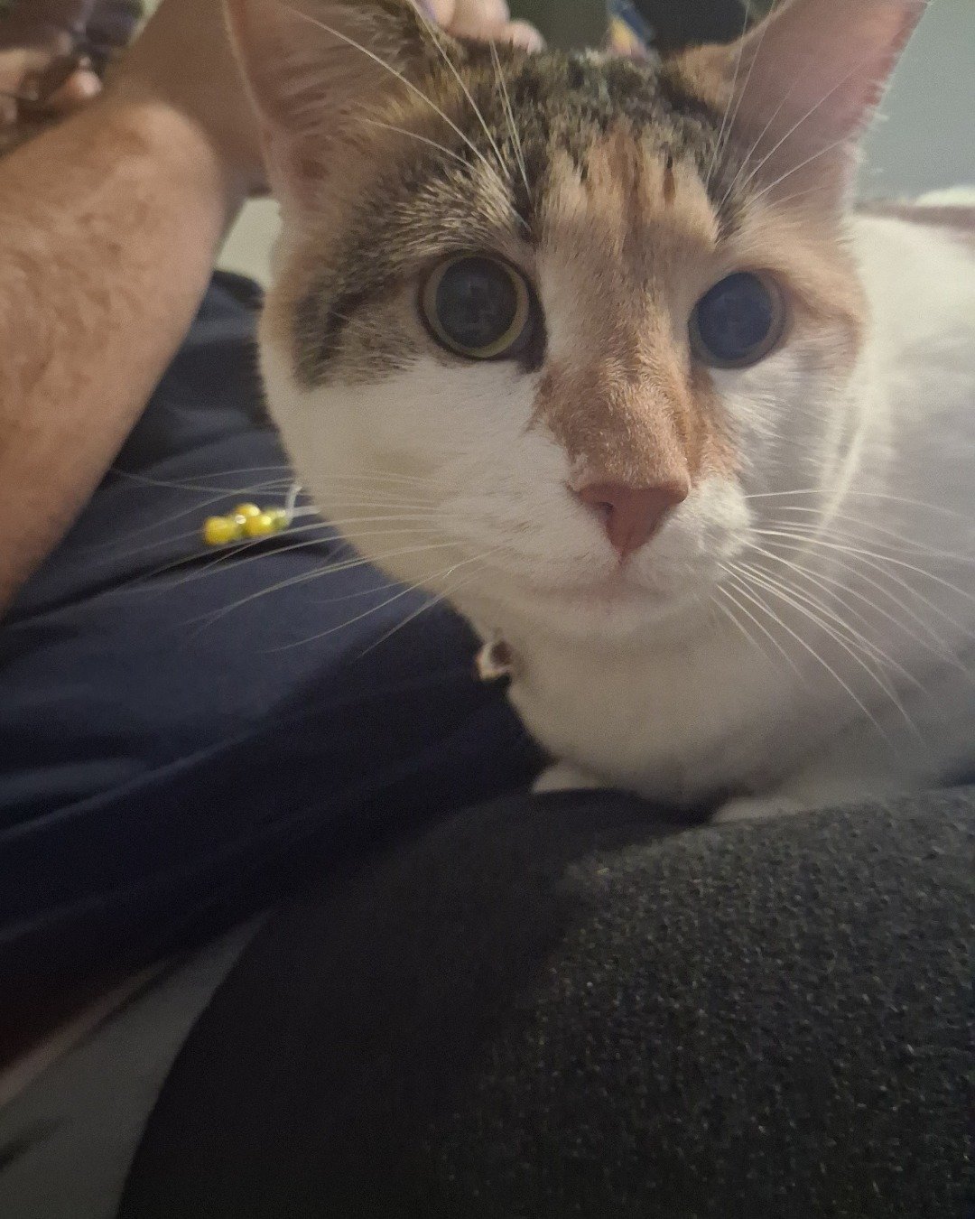 Callie the Calico maincoon. Person, Cat, Kitten, Accessories