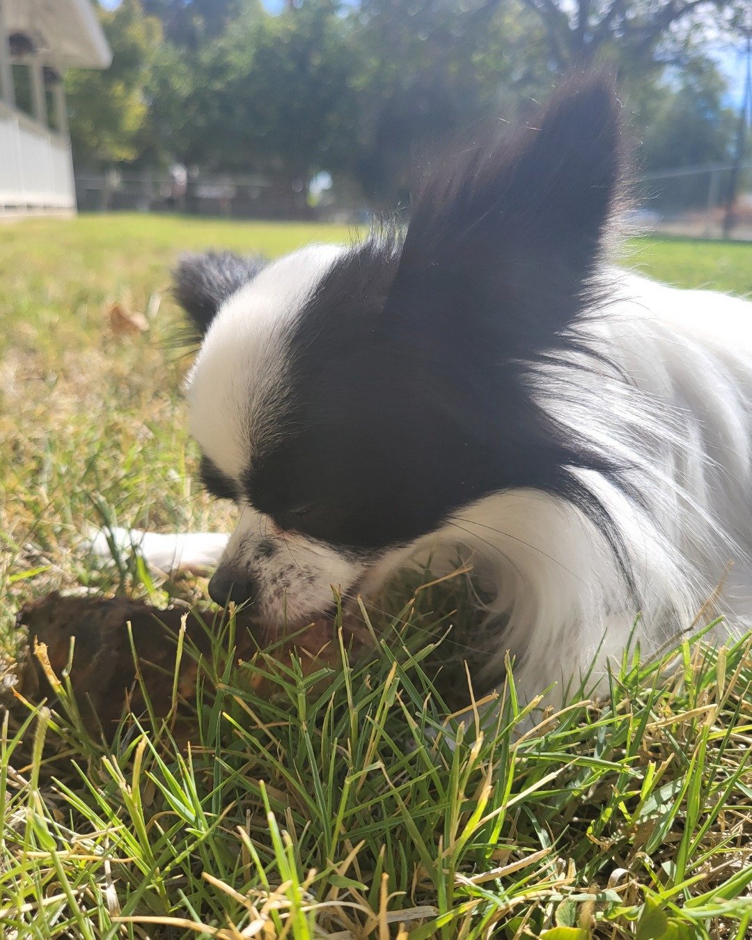 Danny the Long haired Chihuahua. Grass, Plant, Dog, Puppy, Lawn, Vegetation