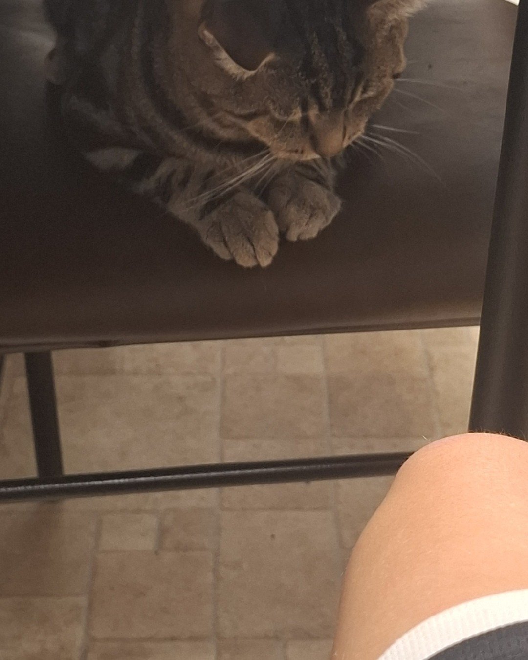 Hermes the taby. Furniture, Cat, Couch, Chair