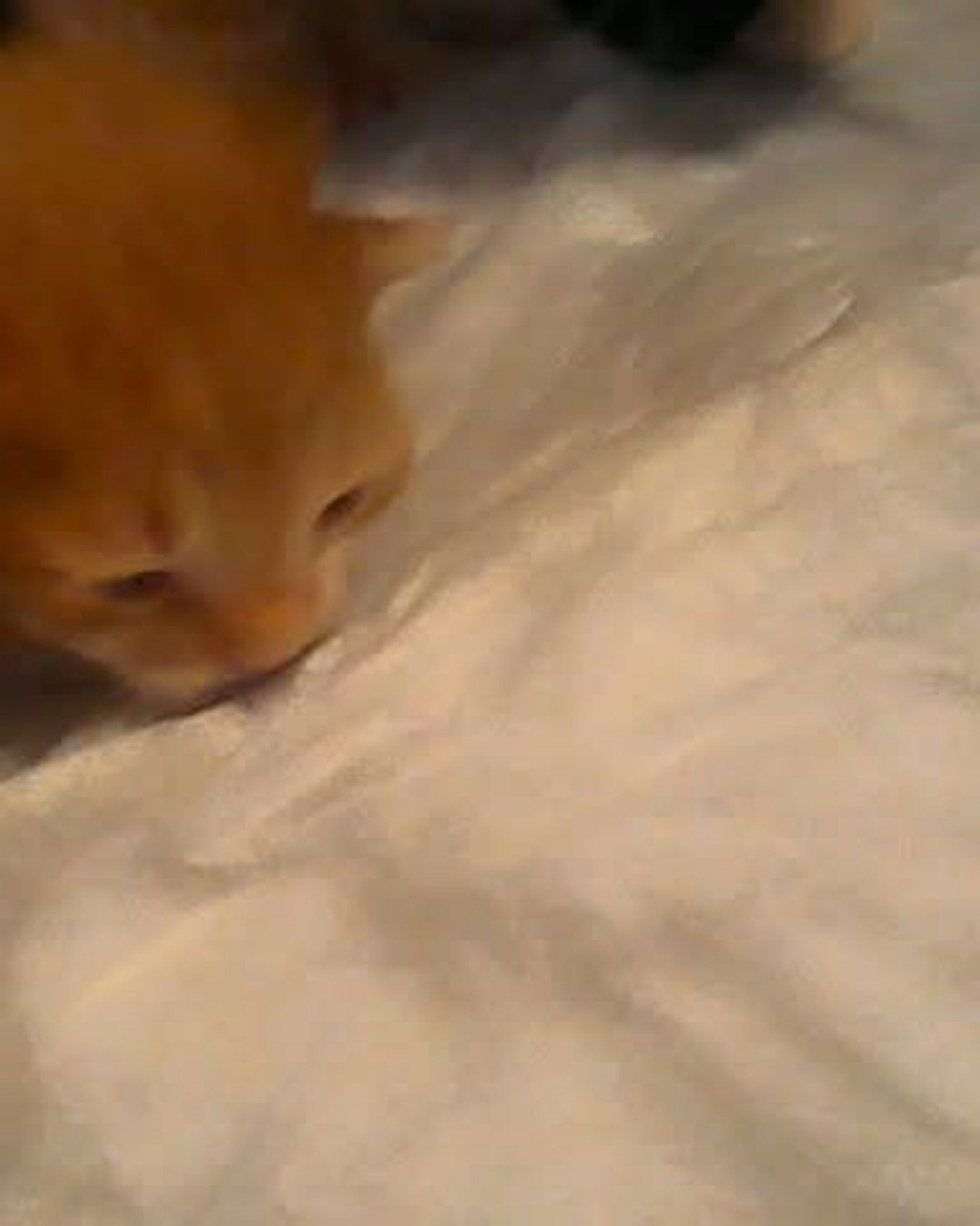 Lucky. Cat, Kitten