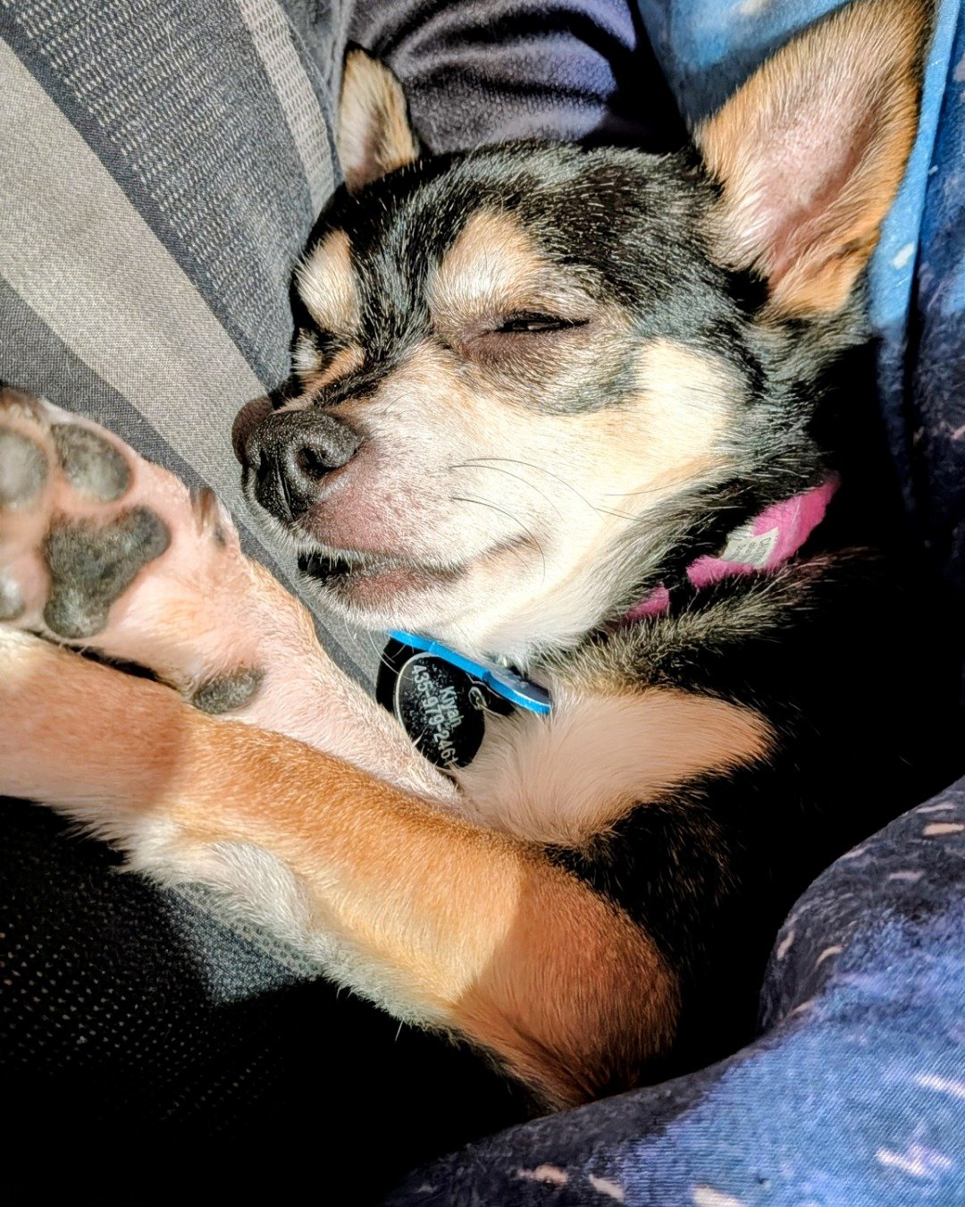 Kiyah the Chihuahua. Dog, Puppy, Person, Sleeping