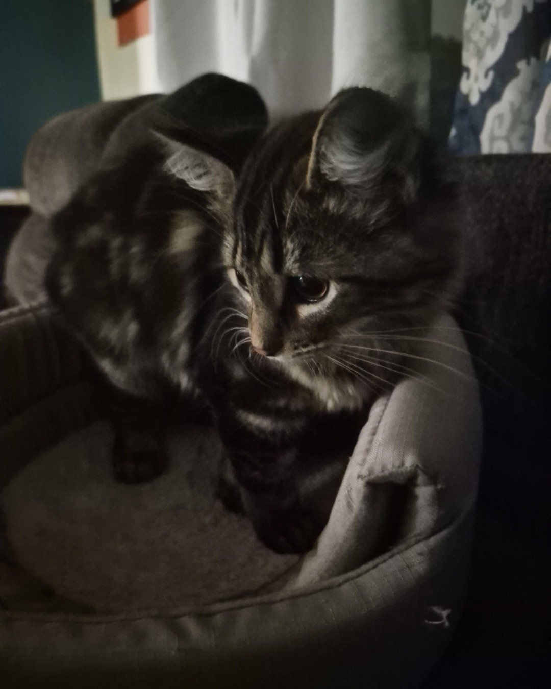 Noodle the Domestic longhair. Couch, Furniture, Cat, Kitten, Chair