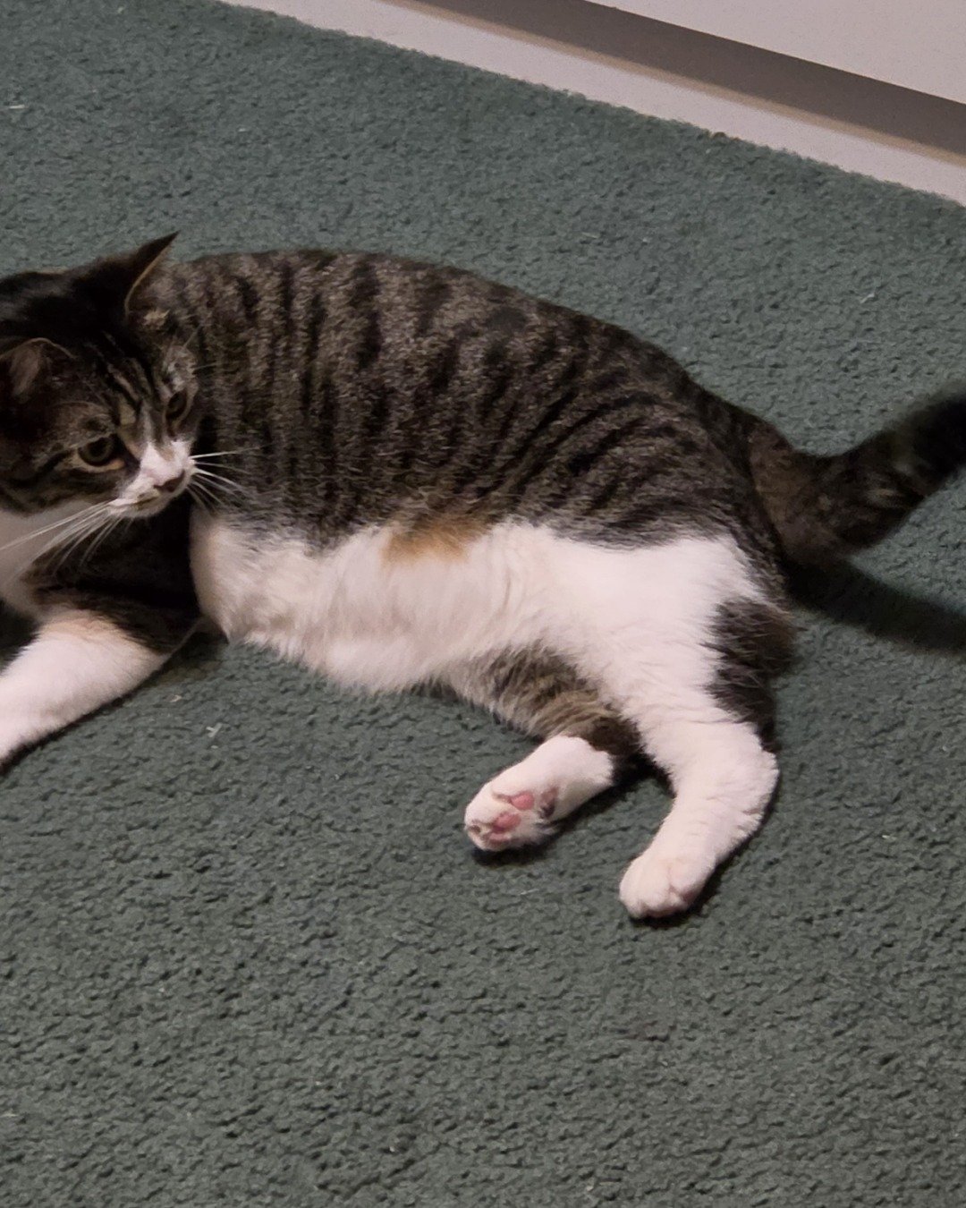Star the mix. Cat, Manx