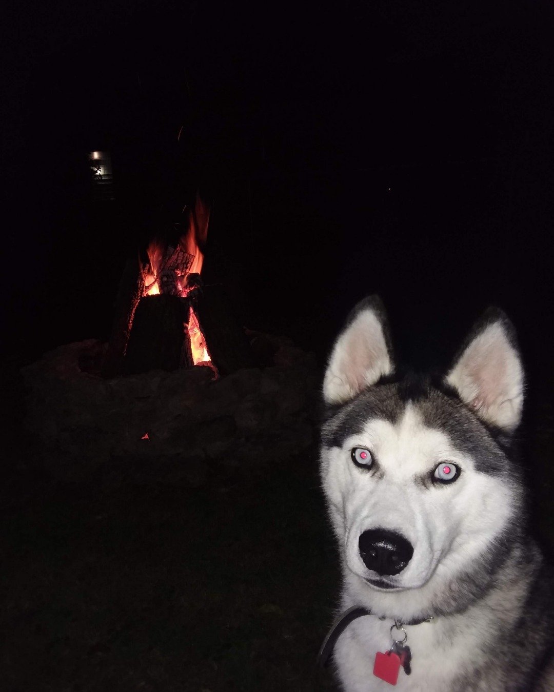Hemi the Siberian Husky. Fire, Flame, Dog, Husky, Outdoors