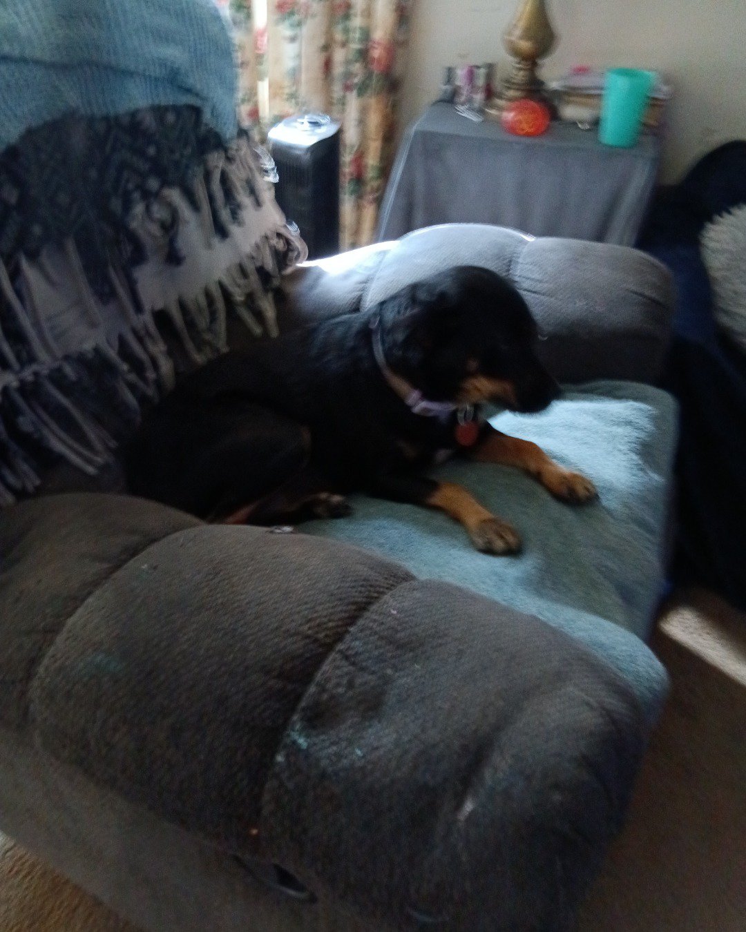 cici the asy celpy. Couch, Furniture, Dog, Chair, Armchair, Desk