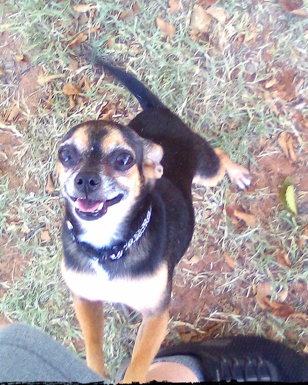 pop pop the Chihuahua. Dog, Puppy, Chihuahua, Grass, Plant