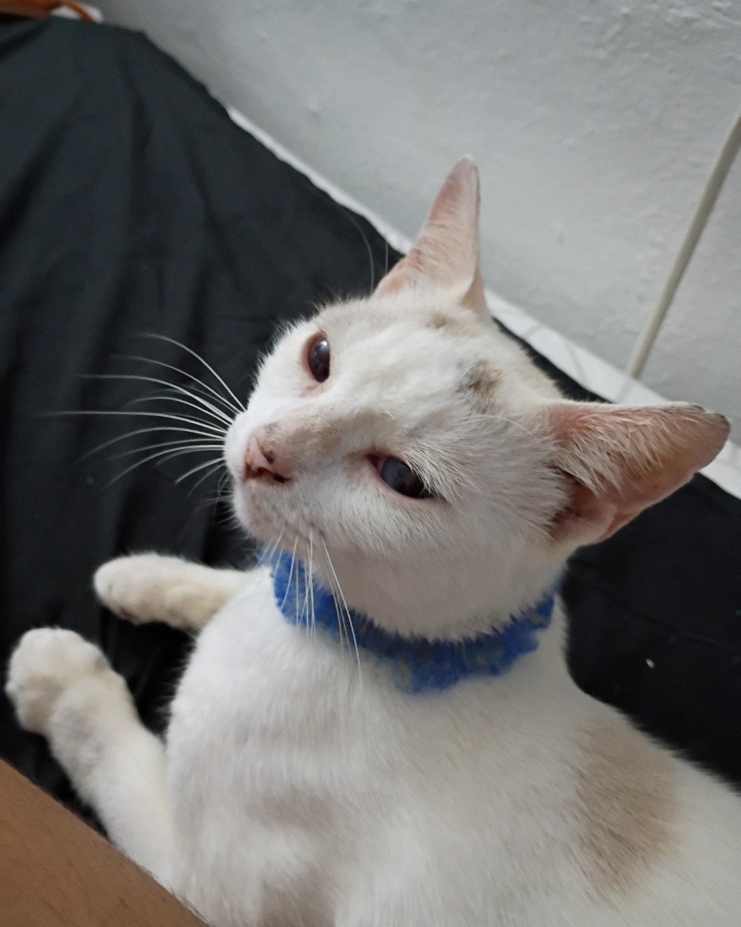 Aphrodite the i don't know. Cat, Kitten