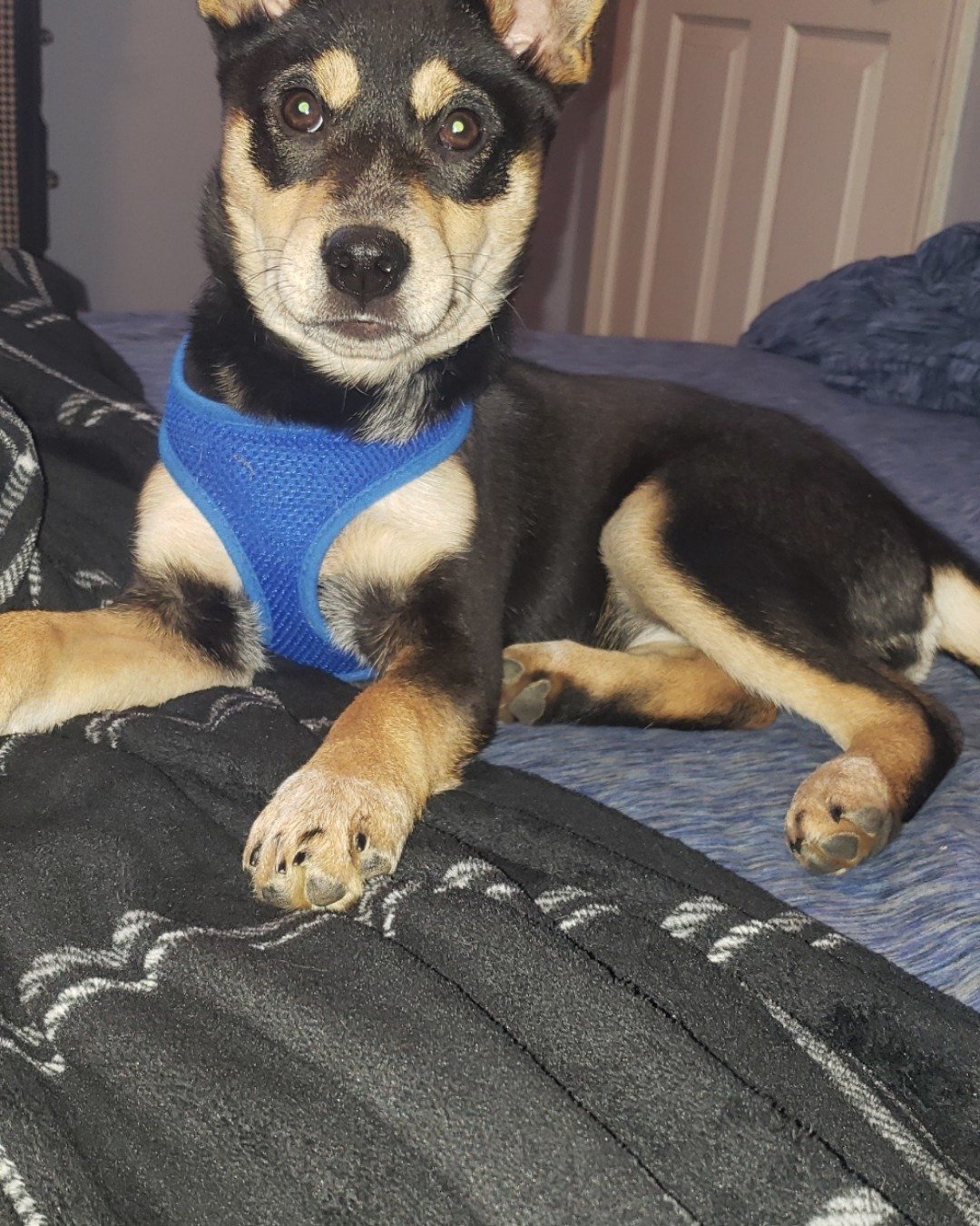 Olive the Shiba/Heeler. Dog, Puppy, Furniture