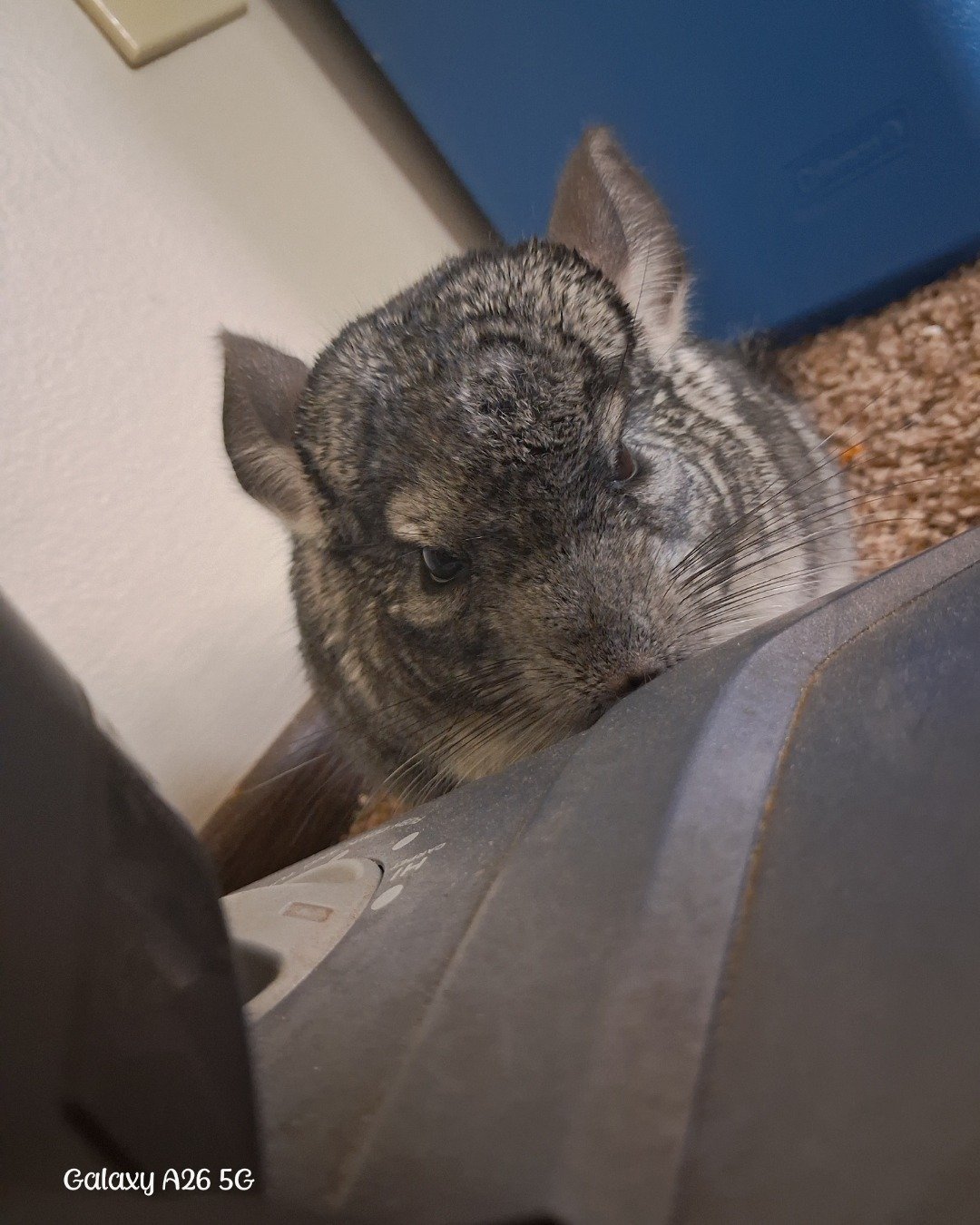 Chimmichanga the Chinchilla. Rodent, Chinchilla, Rat