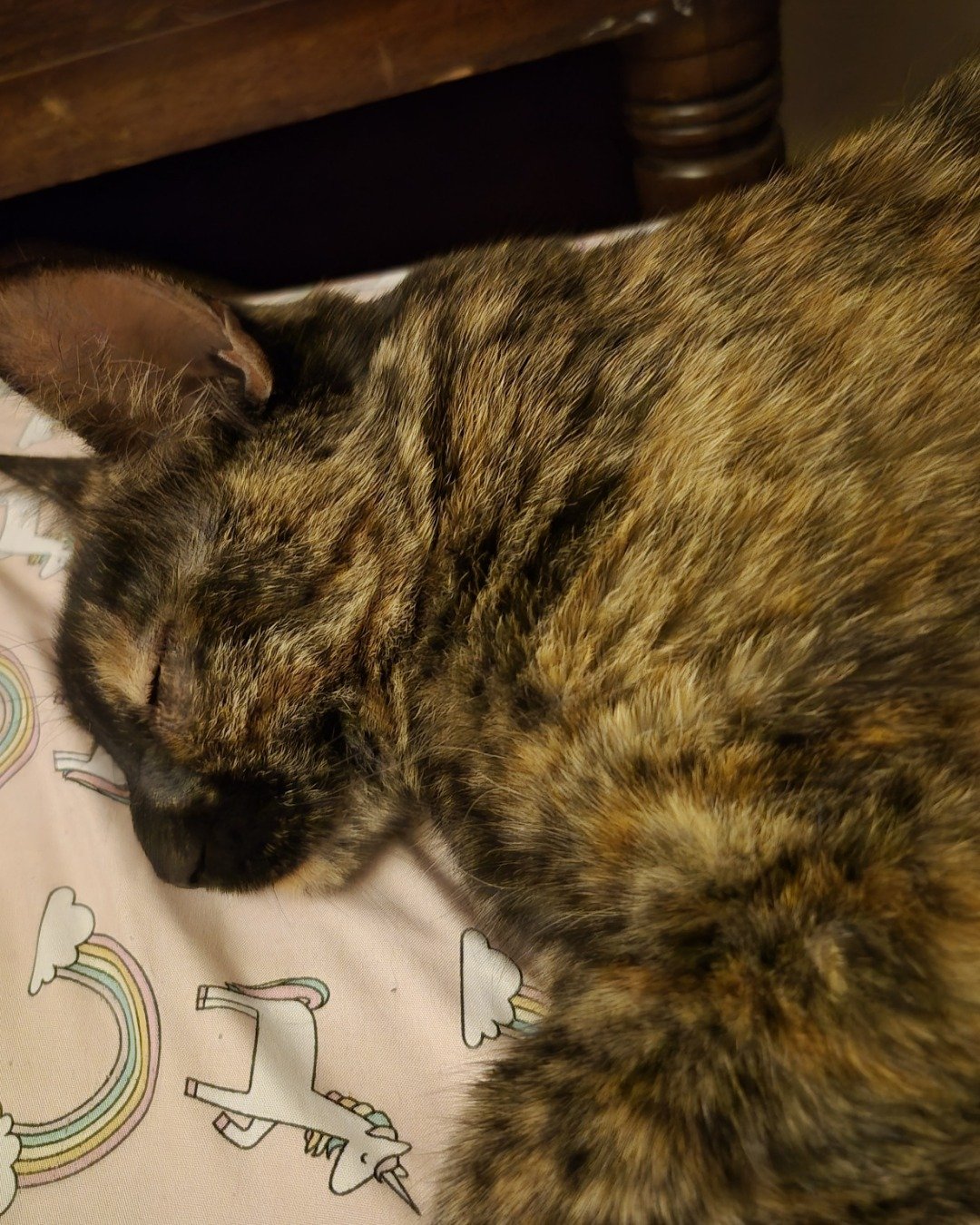Celestine. Cat, Couch, Furniture, Kitten