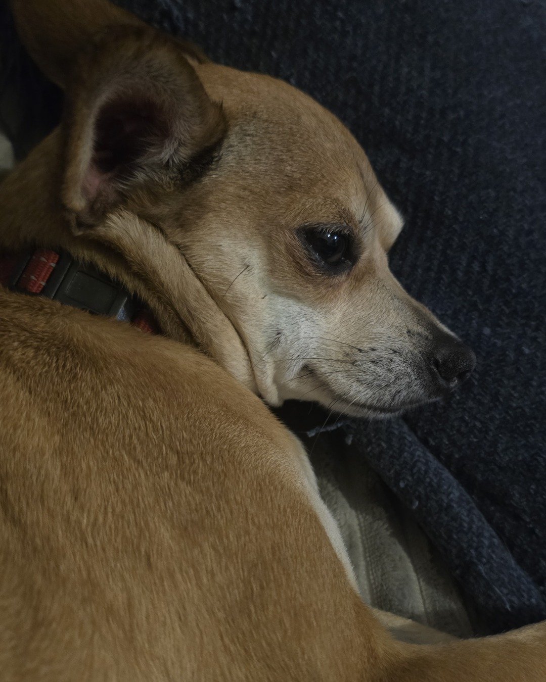 peanut butter (pb) the rat terrier chihuahua mix. Dog, Chihuahua, Puppy, Hound