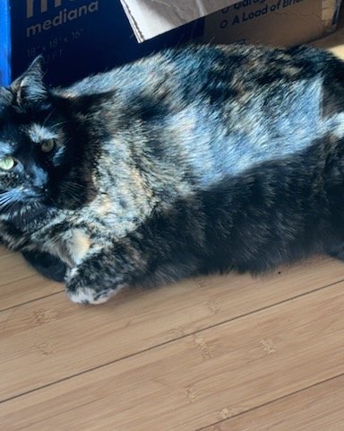 Candy (a.k.a. Angie) the American Shorthair. Cat, Manx, Wood