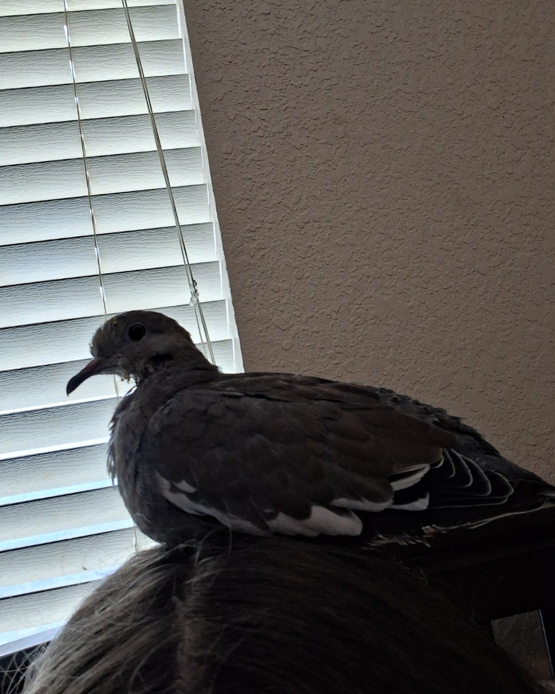 Derek the white tipped dove. Home Decor, Curtain, Window Shade, Bird, Pigeon