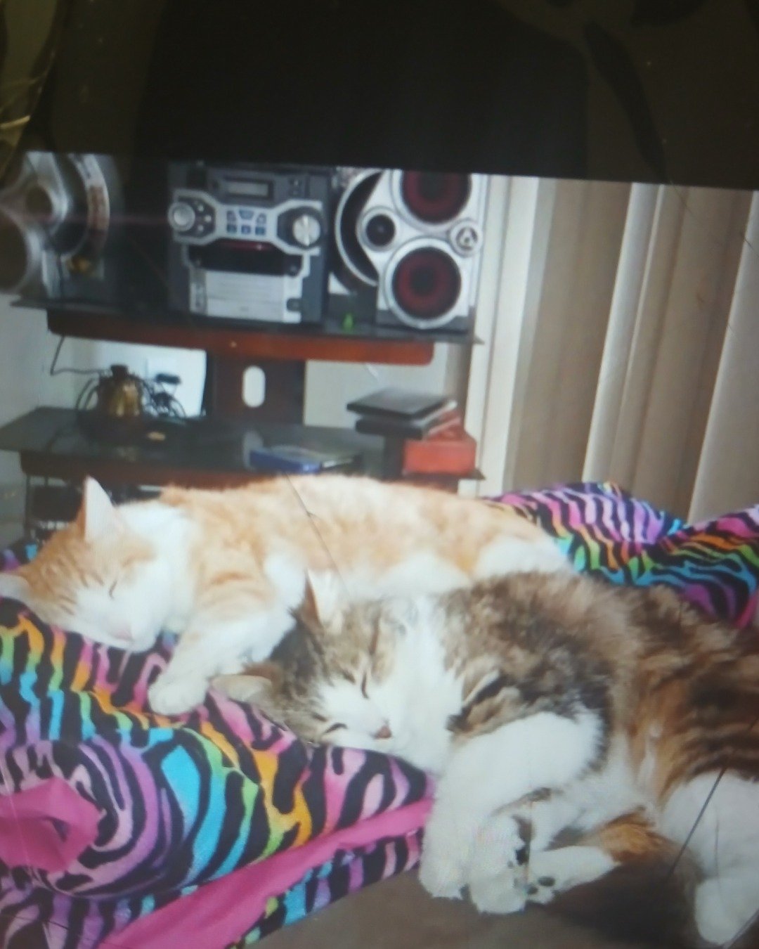 cheeto and frito. Electronics, Stereo, Screen, Speaker, Plant, Potted Plant