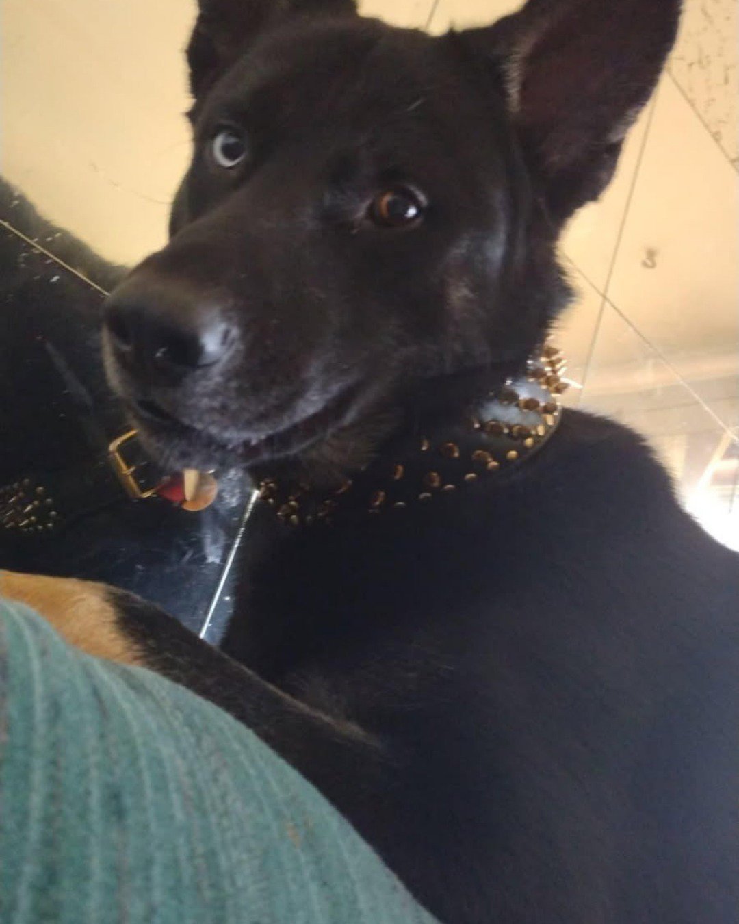 Niko. Dog, Puppy, Husky