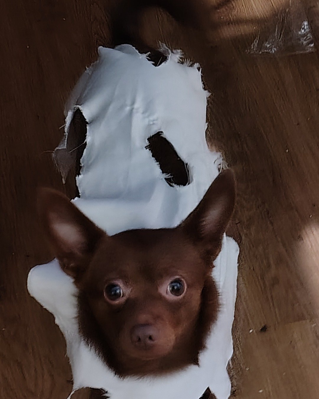 Coco the Chihuahua and Pomeranian. Dog