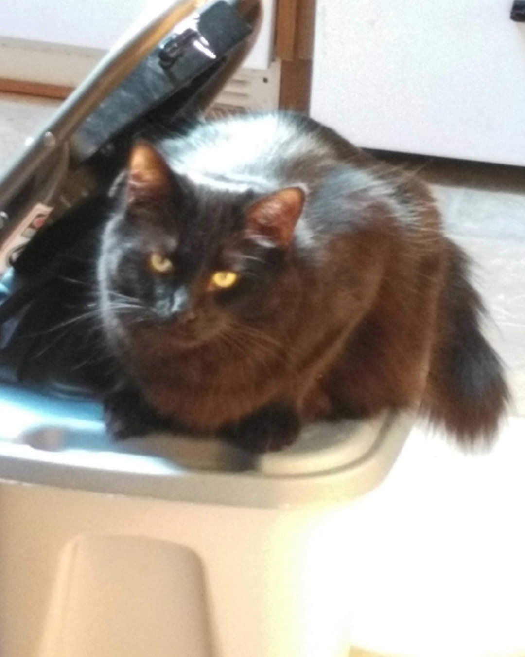 Sylvester the Unsure. Cat
