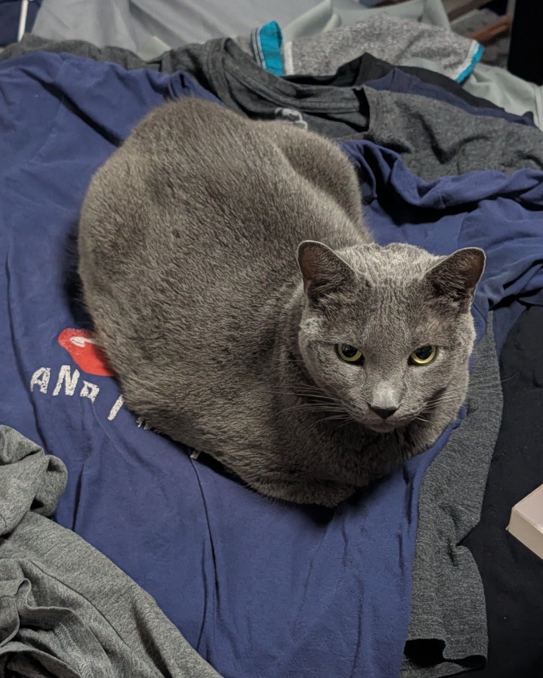 Theseus. Blanket, Cat