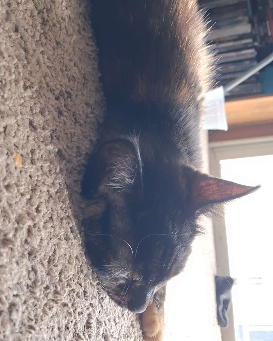 Faye. Cat, Kitten, Person, Sleeping, Home Decor