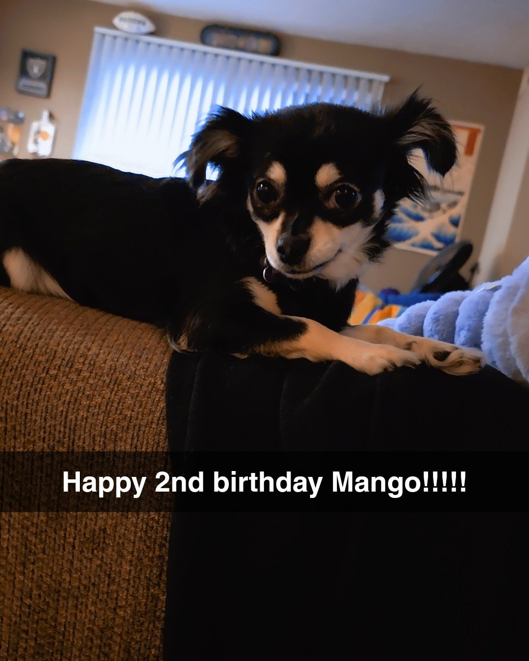 Mango 🥭 the Chihuahua. Couch, Furniture, Dog, Puppy, Chihuahua, Home Decor