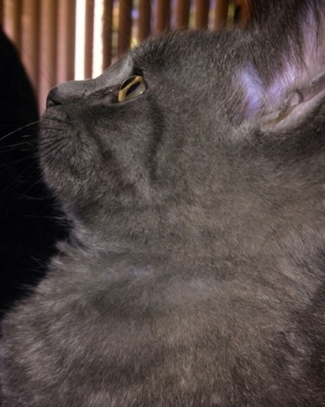 Marshall Geoffrey — Cat