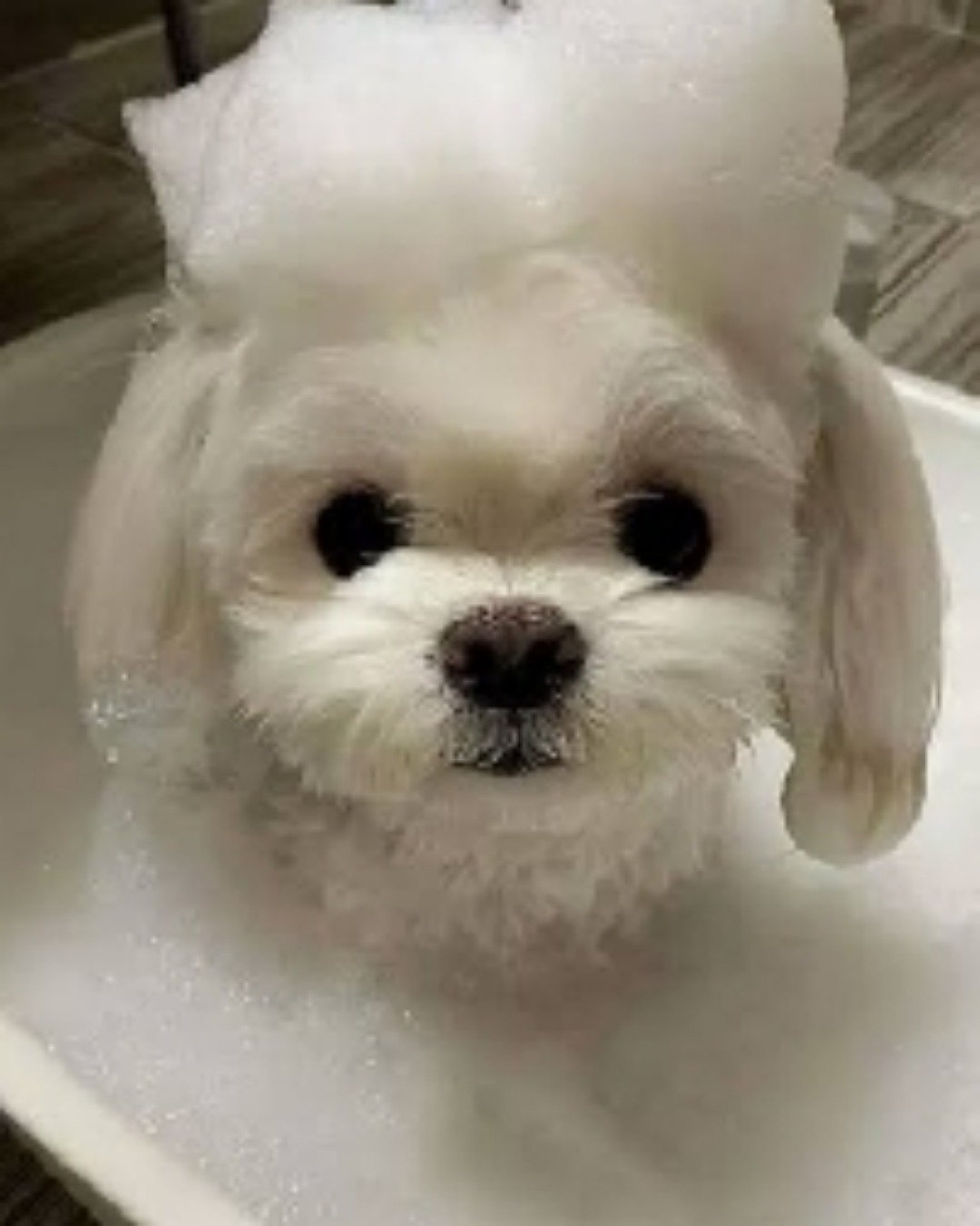 shelter Dogs. Dog, Puppy, Bathing
