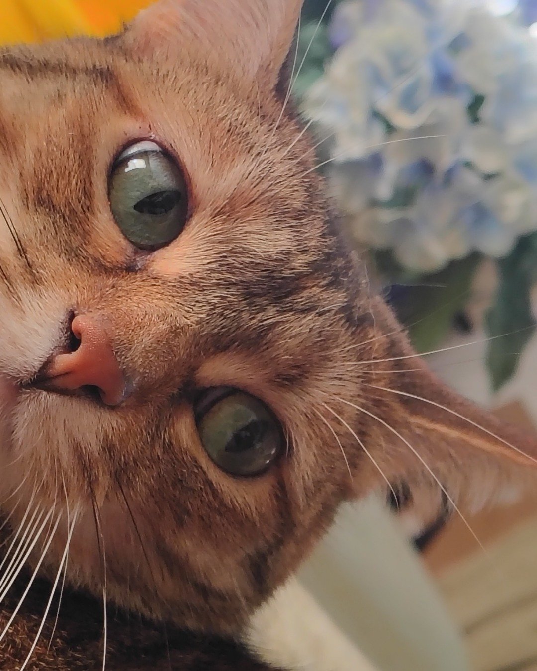 Circe and Bucket the brown tabby. Abyssinian, Cat, Kitten