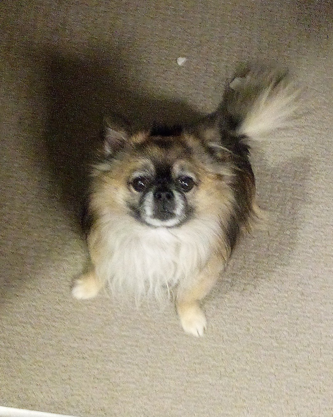 Rocko the Long Haired Chihuahua. Dog, Puppy, Cocker Spaniel, Papillon