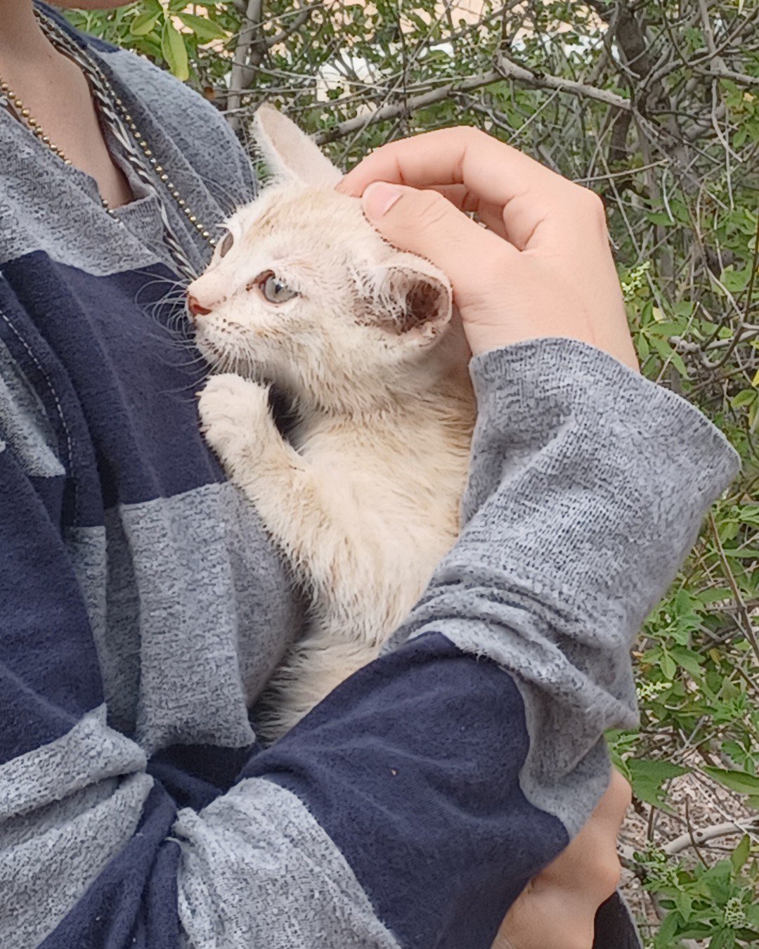 Scott. Cat, Kitten, Blanket, Person