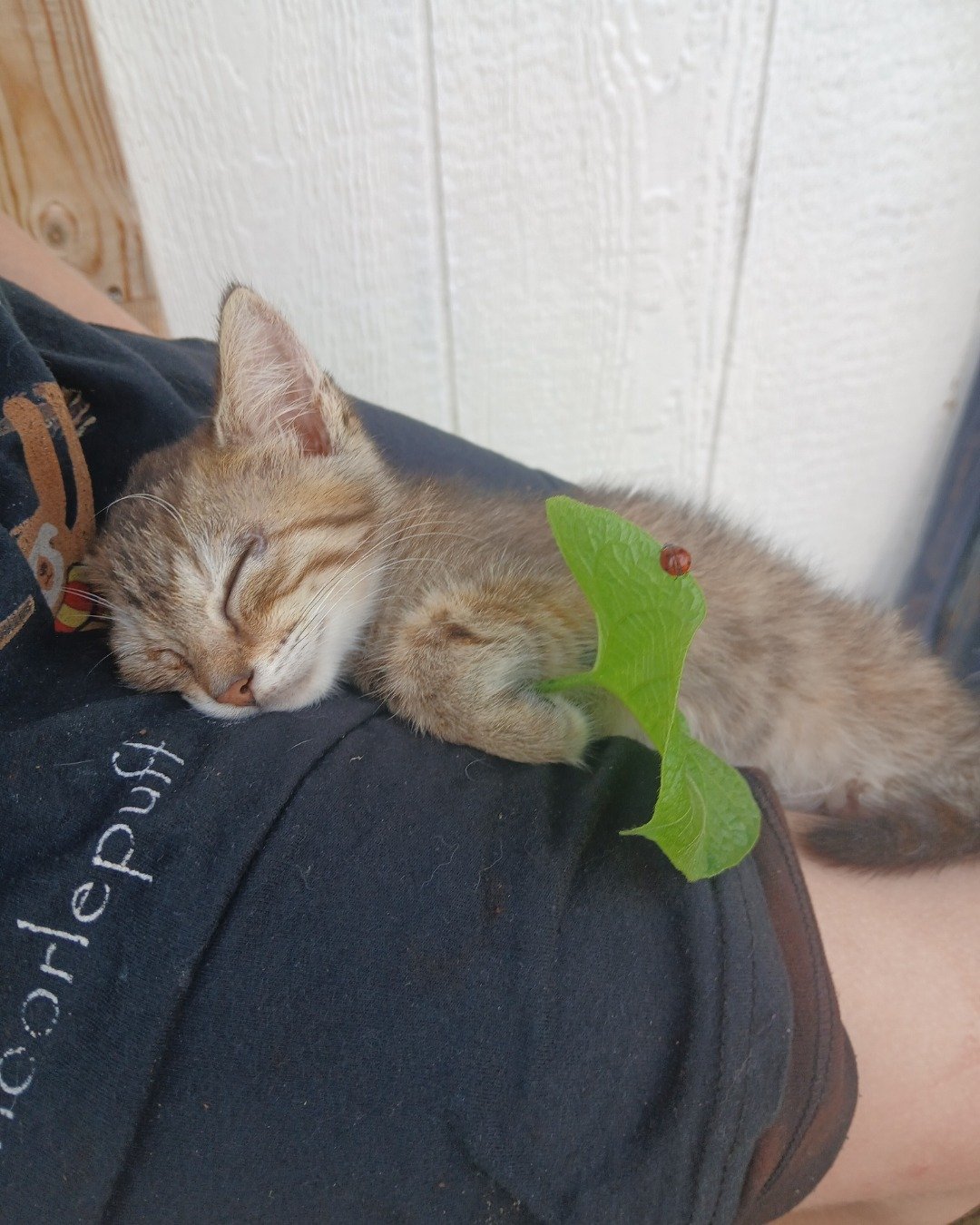 willow the tabby. Cat, Kitten, Abyssinian