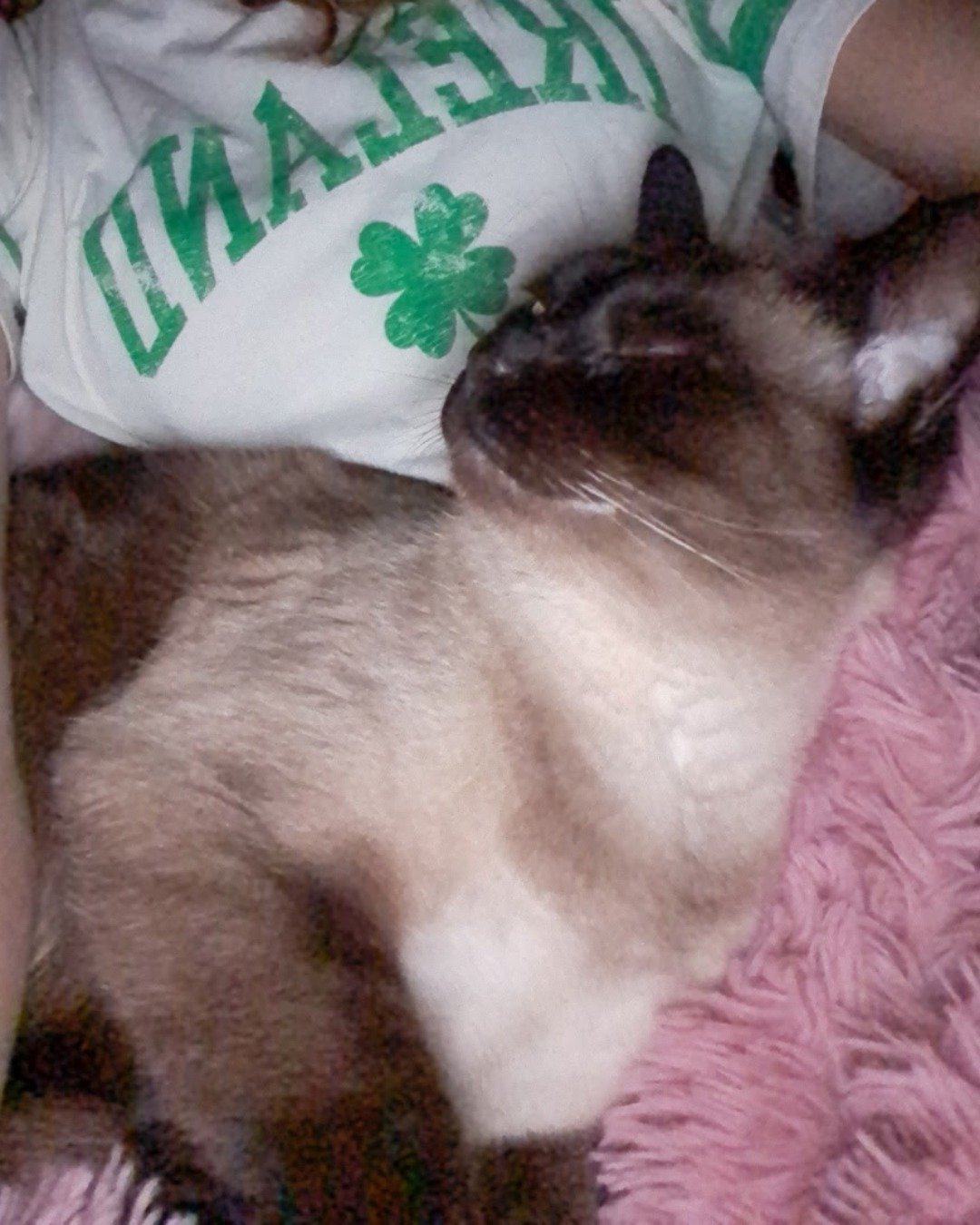 Luna🌙💫 (twin of Stella) the Siamese. Cat, Siamese