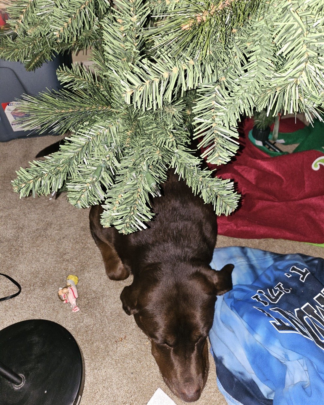 Roscoe the chocolate lab. Plant, Tree, Dog, Puppy, Potted Plant, Fir
