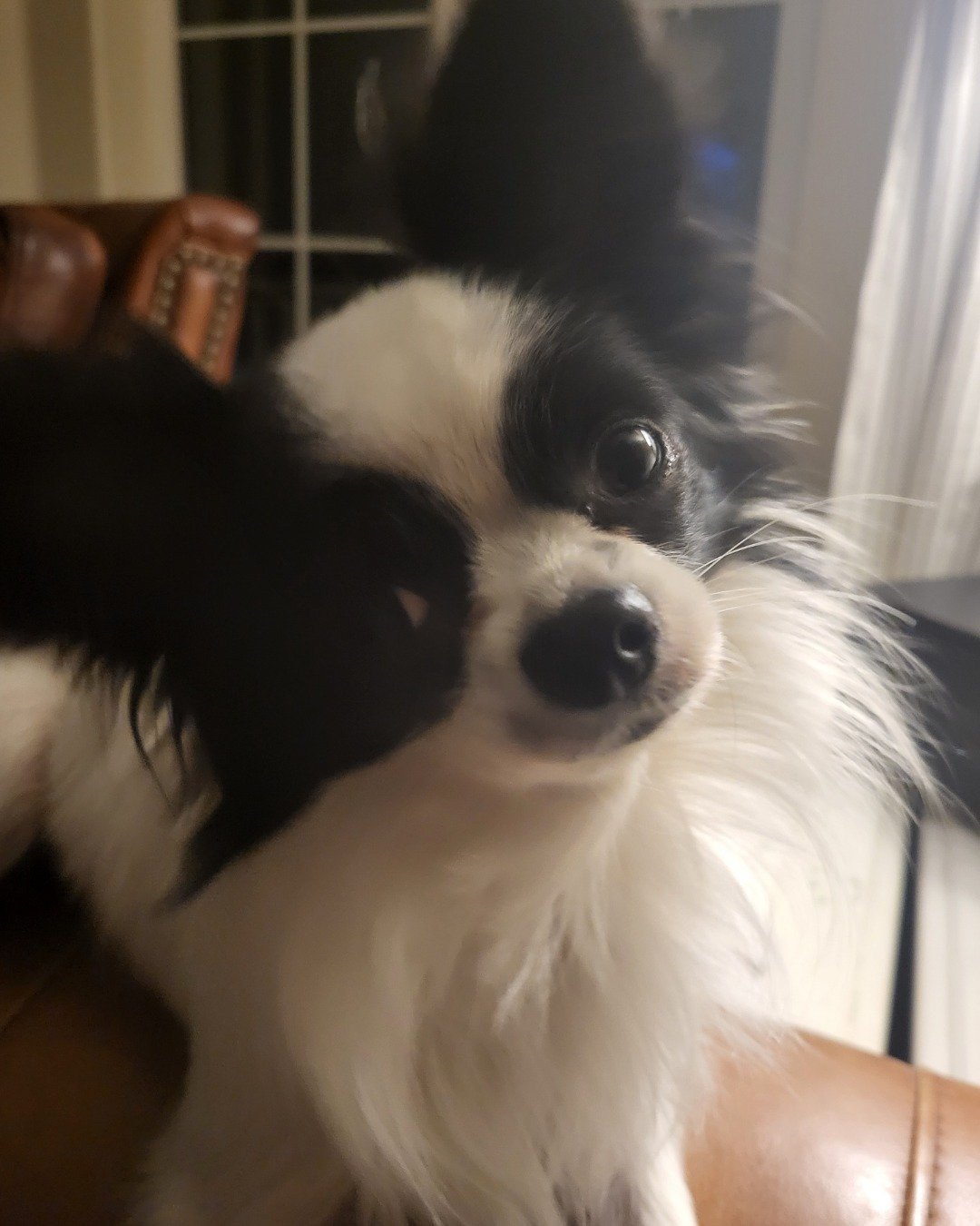 Danny the Long haired Chihuahua. Dog, Puppy, Cocker Spaniel, Papillon