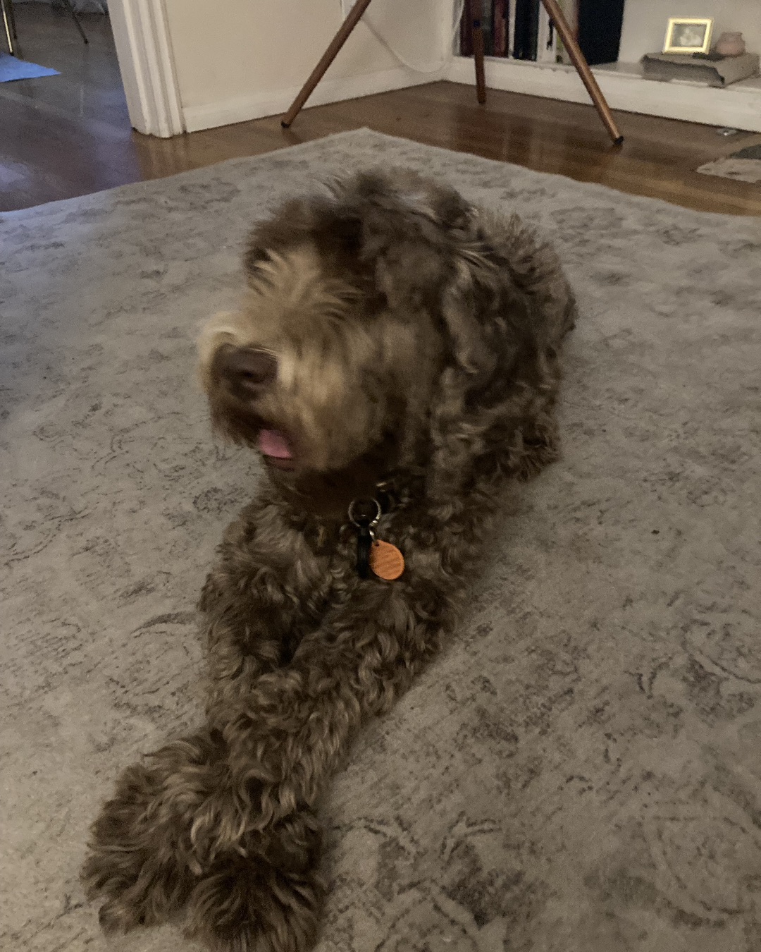 Poppy. Dog, Puppy, Floor, Wood, Art, Painting