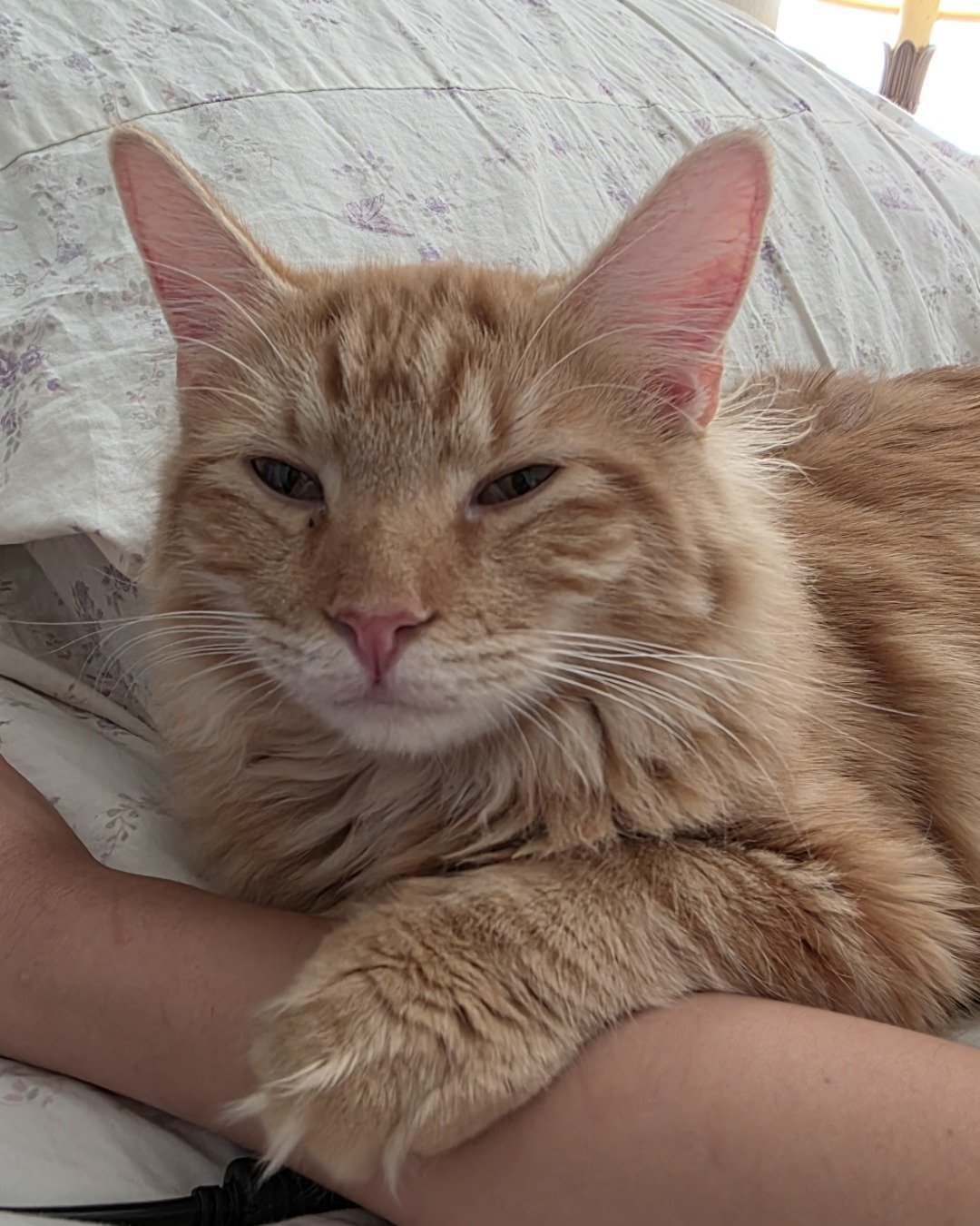 Jean-Luc the Orange Domestic Longhair. Cushion, Home Decor, Couch, Furniture, Cat, Manx