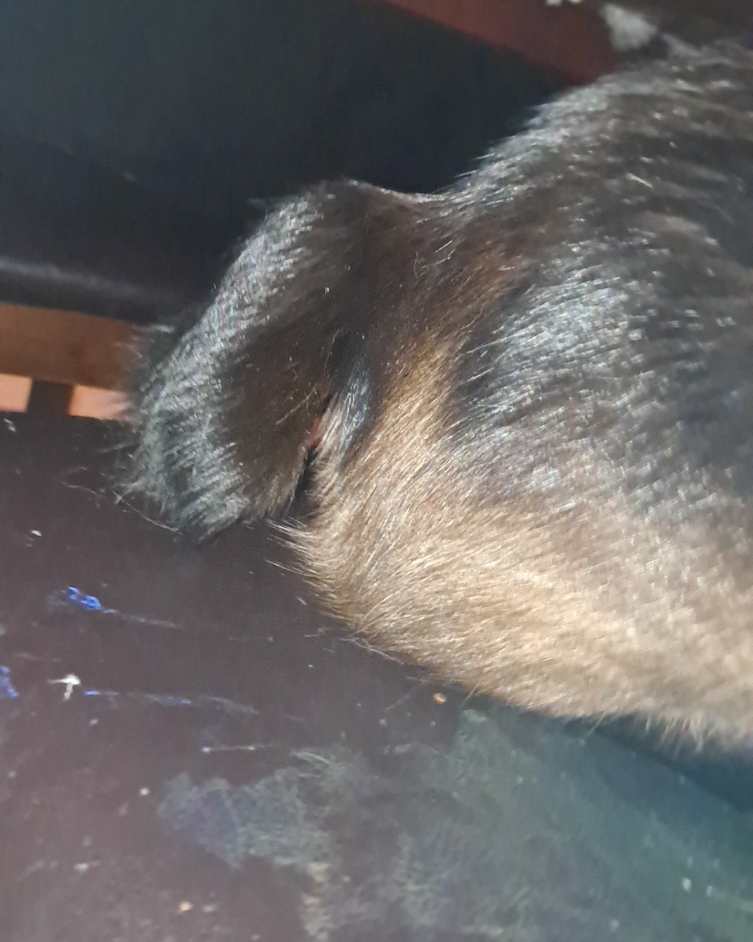 stub tail Stella🙃😎 (twin of Luna) the Siamese. Rodent, Rat