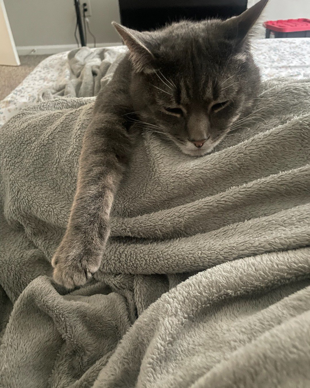 oreo the idk. Blanket, Cat