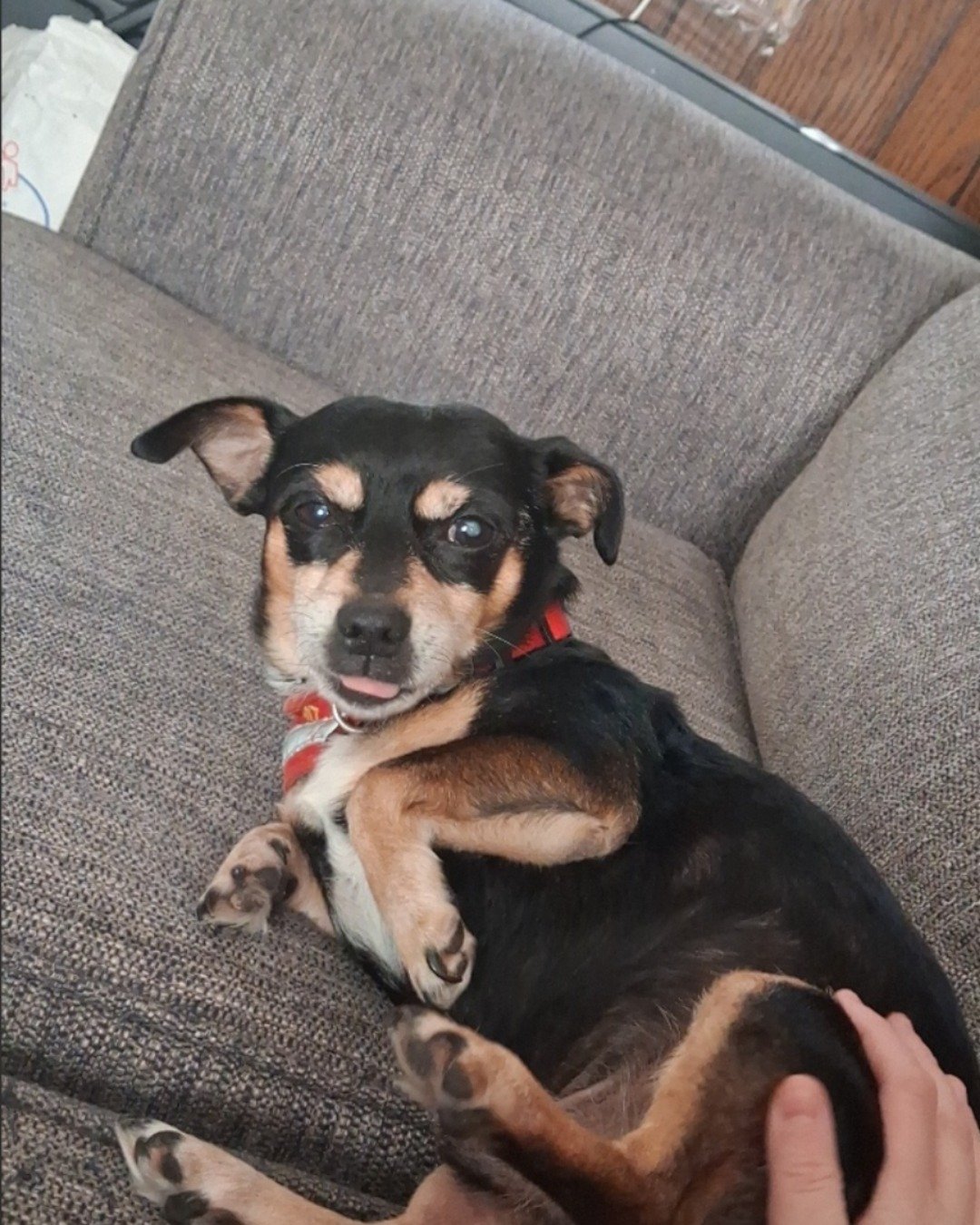 Turbo the Miniature pinscher. Couch, Furniture, Dog, Puppy, Hound