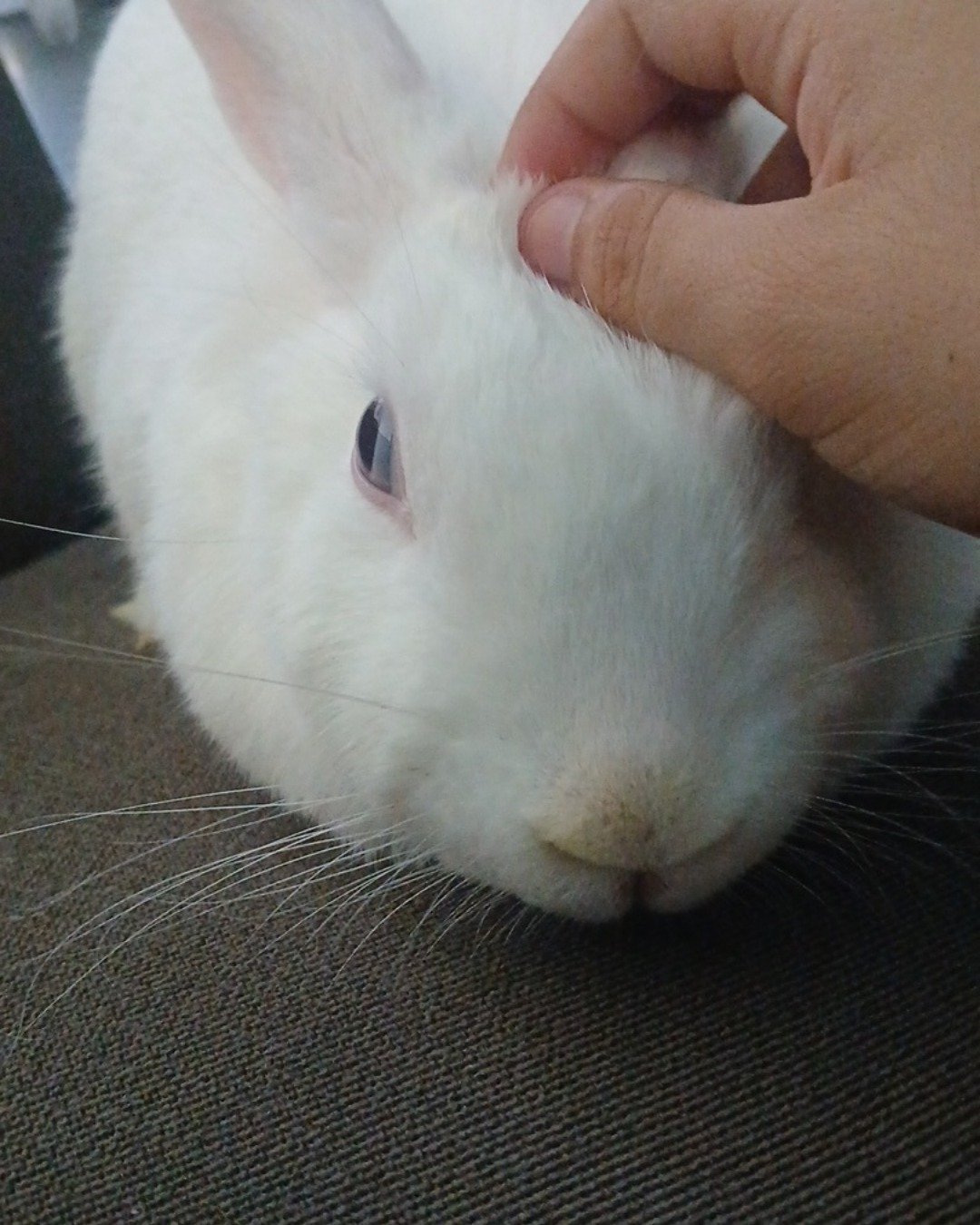 pinky. Rabbit, Rat, Rodent, Hare