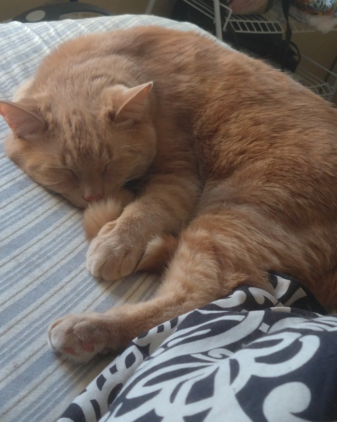 Harley the Orange Floof. Cushion, Home Decor, Person, Sleeping, Couch, Furniture