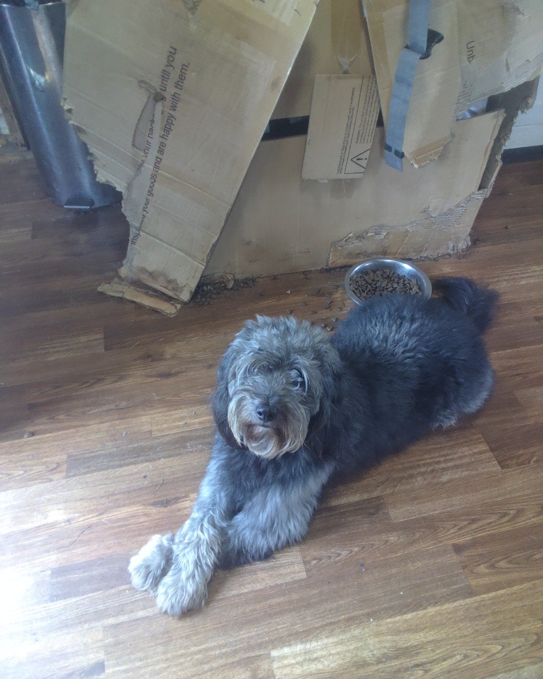Captain the aussiedoodle. Wood, Floor, Flooring, Dog, Puppy, Hardwood