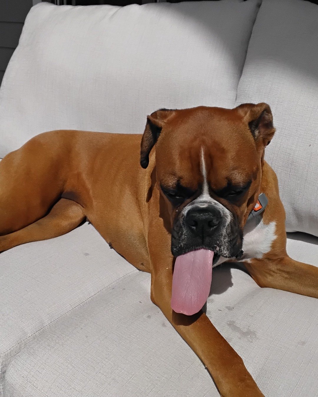 Niya the Boxer. Boxer, Bulldog, Dog